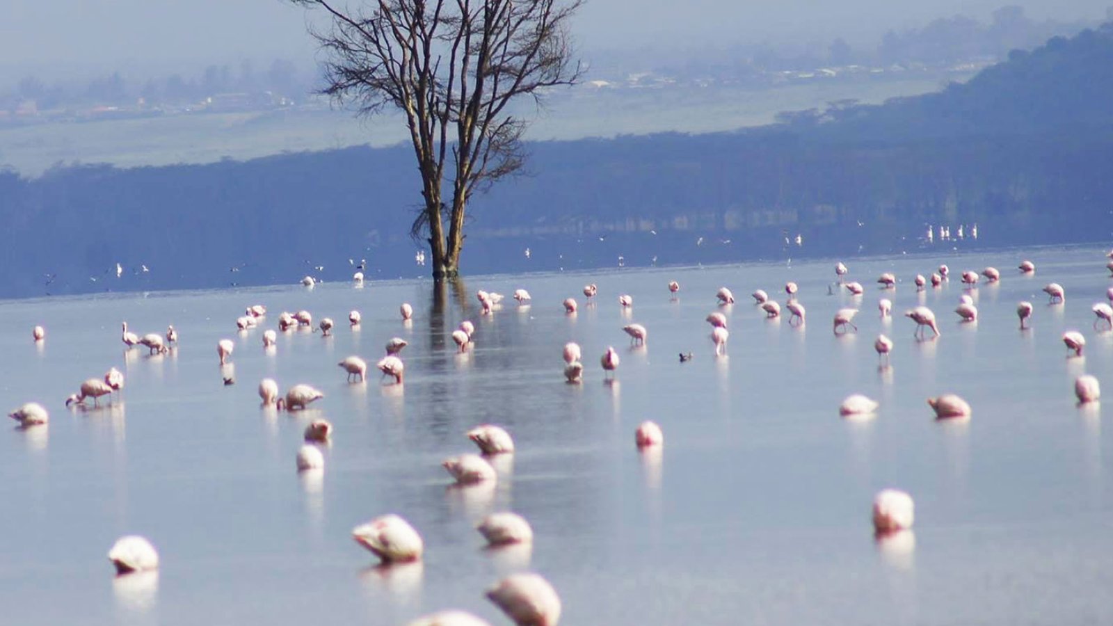 Wild and Wondrous: The interconnected world of wildlife and water